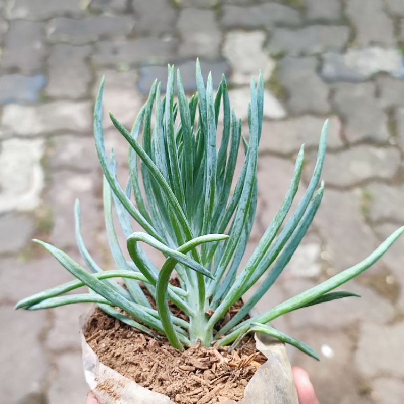 Sukulen senecio vitalis daun bawang unik