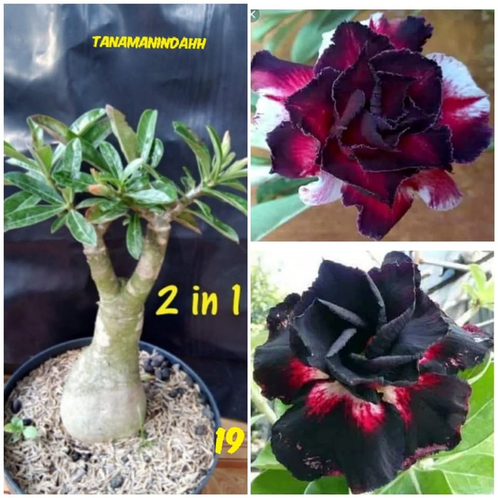 tanaman hias bibit adenium 1 pohon 2 warna 19 TERLARIS