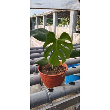 Monstera Deliciosa / Monstera King