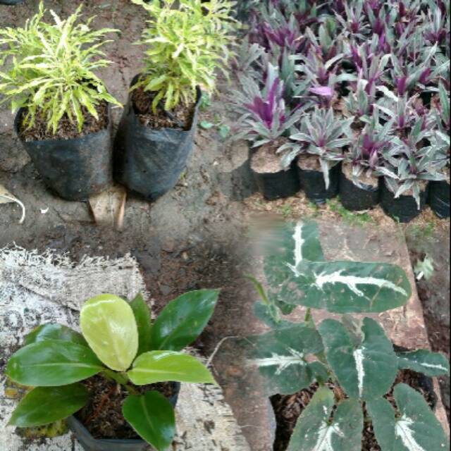 Tanaman hias paket hemat 1.  philo lemon
2.syngonium 
3.brocoli
4.adam hawa varigata tanaman hias