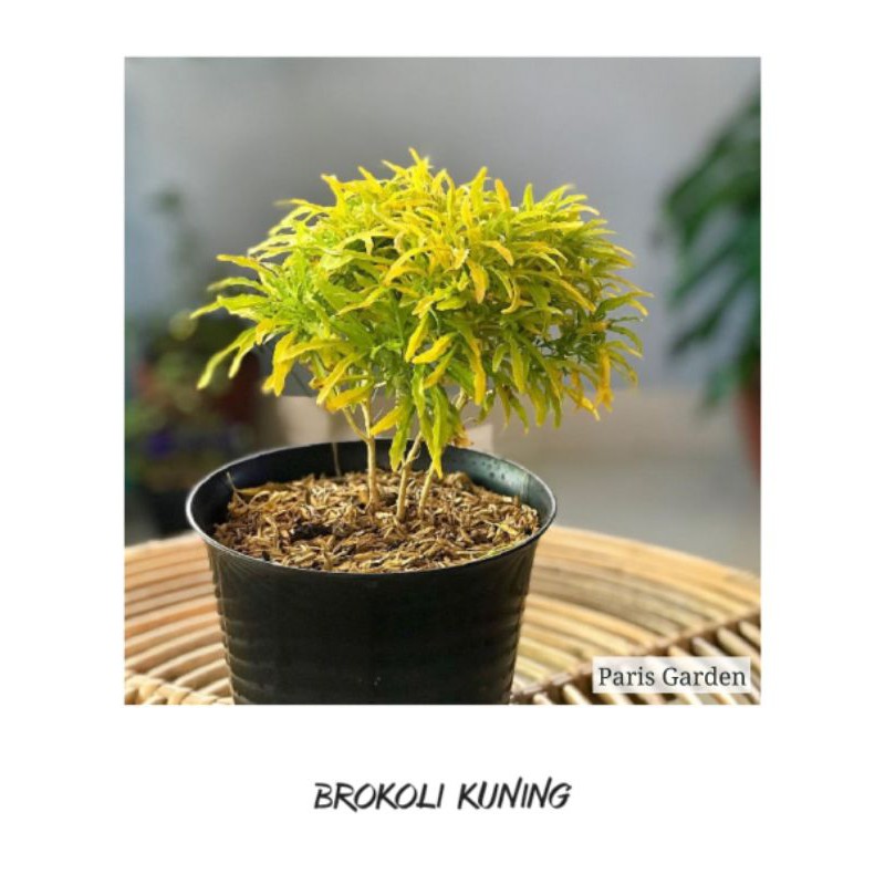 TANAMAN HIAS BROKOLI KUNING BROKOLI HIJAU - BIBIT TANAMAN BROKOLI KUNING HIJAU
