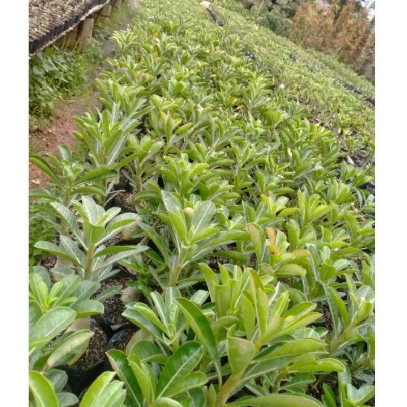 ( BISA COD ) TERMURAH Tanaman Hias Adenium Bunga Tumpuk / Bibit Tanaman Hidup Adenium Kamboja Jepang / Bunga Hias Adenium Bunga Tumpuk-3