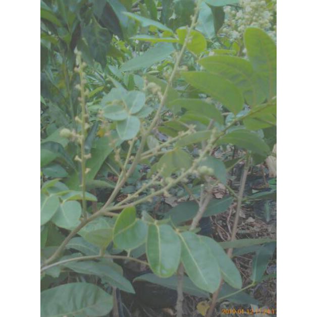 Suf3R Bibit Kelengkeng Aroma Durian Berbunga  Bibit Buah Kelengkeng Murah 