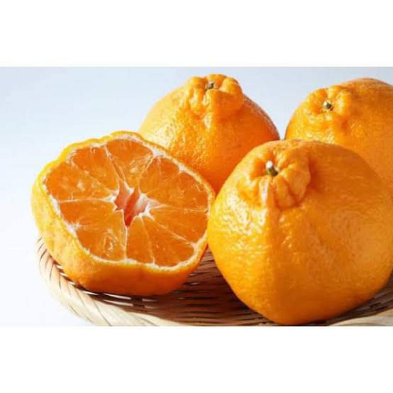 bibit jeruk dekopon Murah