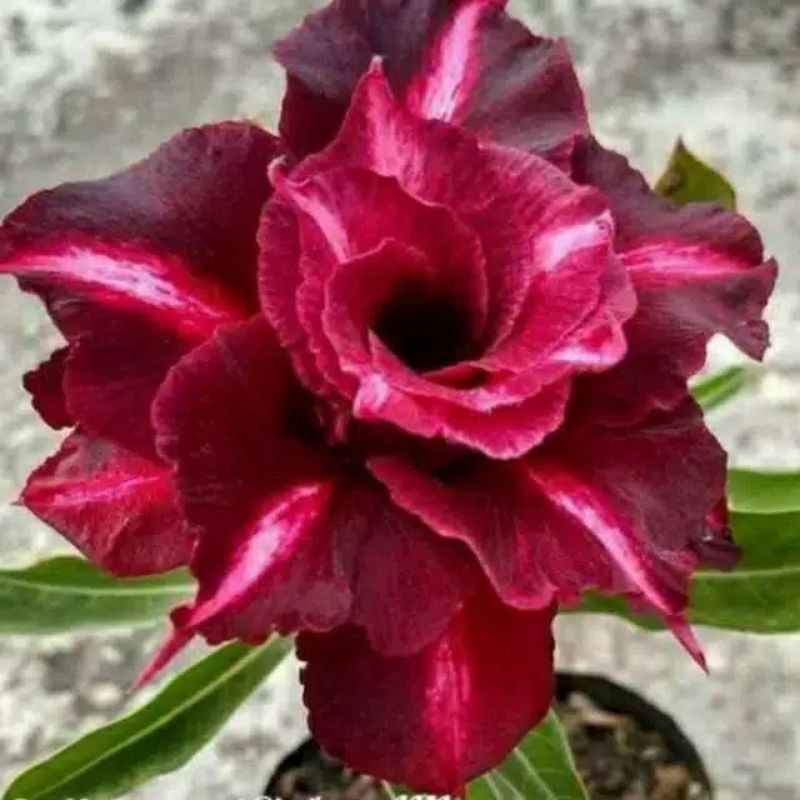 

adenium tumpuk triple maroon (bibit)