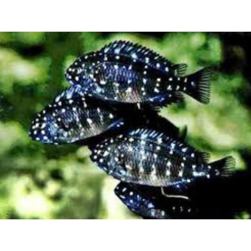 

ikan tropheus duboisi