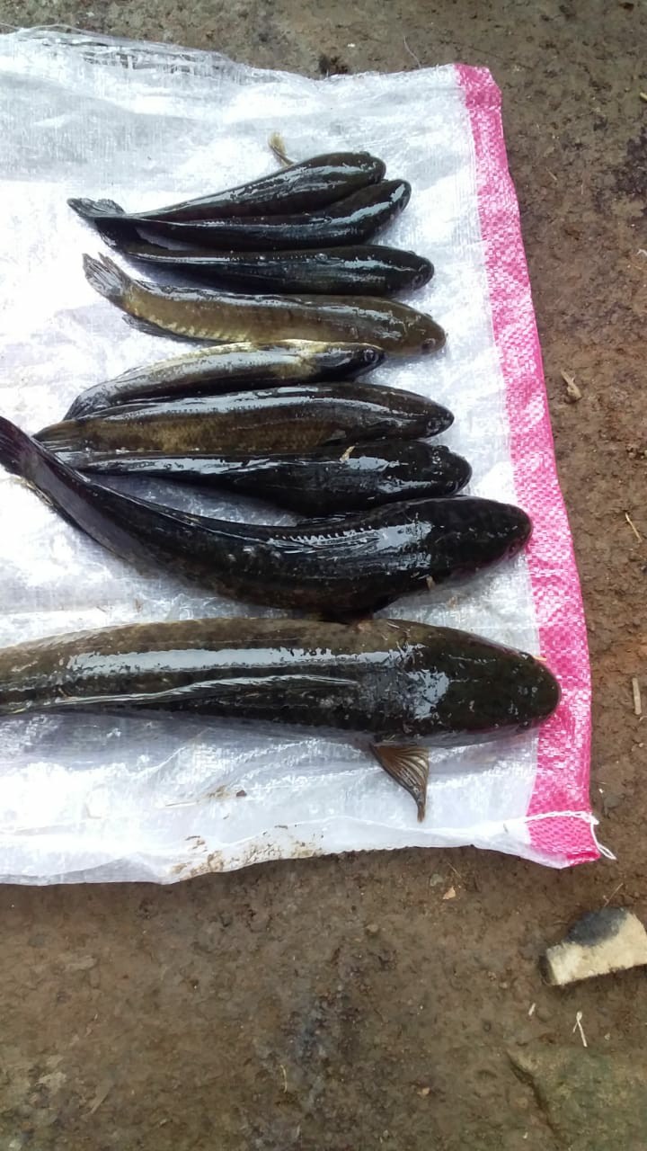 Kemeja Batik Pria Lengan Panjang Long Navy Batik Diamond Murah 4543