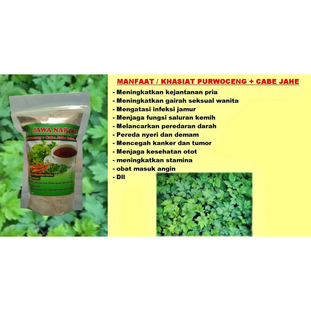 

Purwoceng Instan