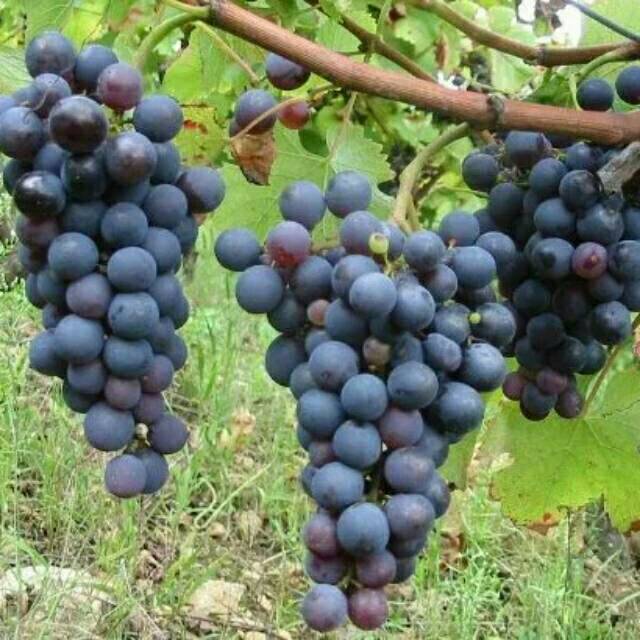 bibit anggur merah import