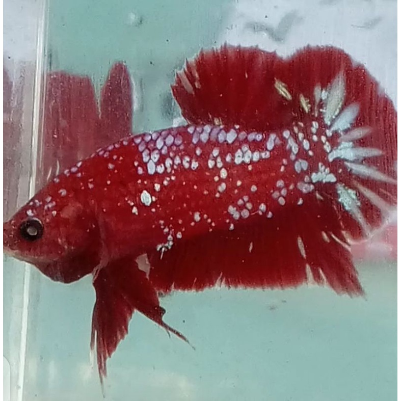 cupang red gold cooper RGG