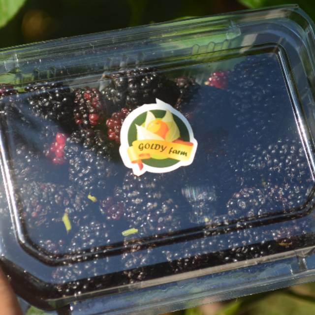 

Blackberry 200 gr - Ready to Eat