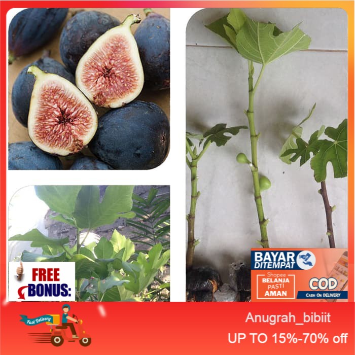 Bibit Cangkok Pohon Buah Fig Tin Ara Jenis Black Mission