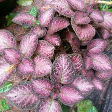 Tanaman gantung episcia cupreata/episcia bludru