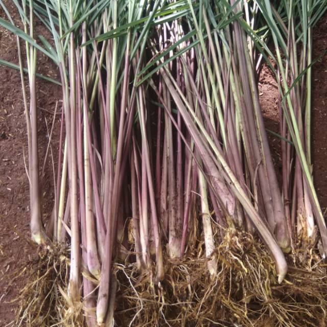 Jual Pohon Sereh Wangi Sereh Merah Sanuntaman Shopee Indonesia