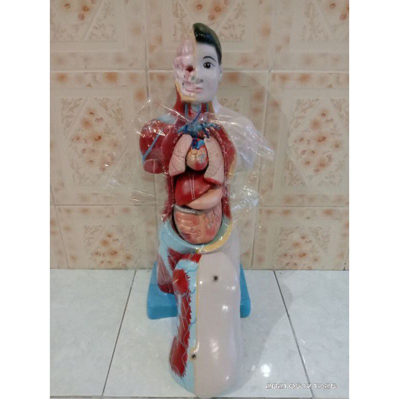 

Torso Mini setengah badan ukuran tinggi 50cm laki-laki dan perempuan