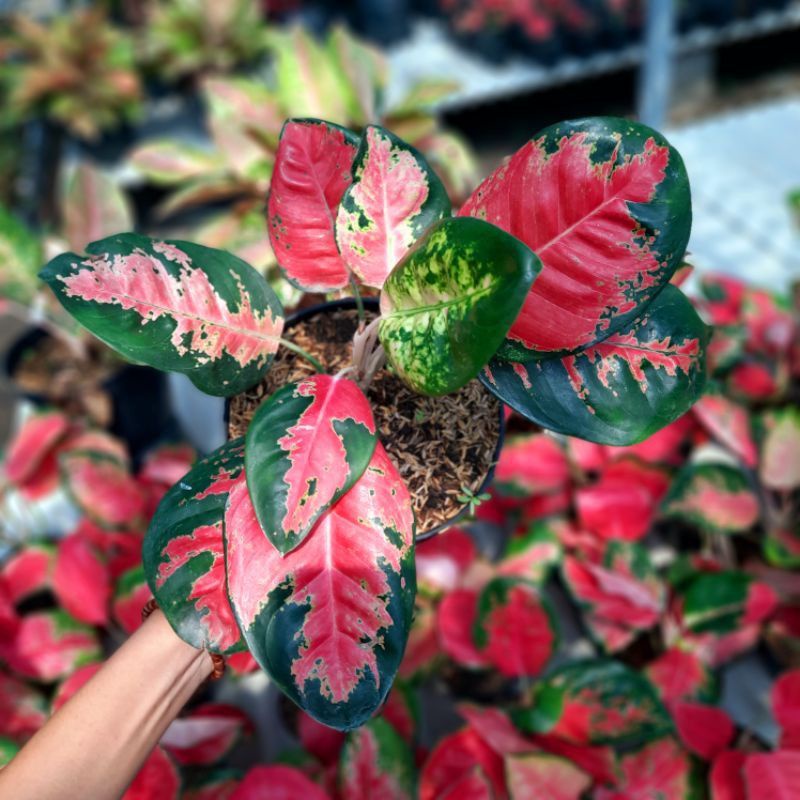 Aglonema khocin paramuai merah remaja - tanaman hias hidup - bunga hidup - bunga aglonema - aglaonem