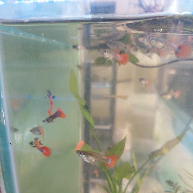 Guppy prtde Platinum Red Tail Dumbo Ear jantan / Betina / 1 pasang lebih murah. ukuran L dewasa