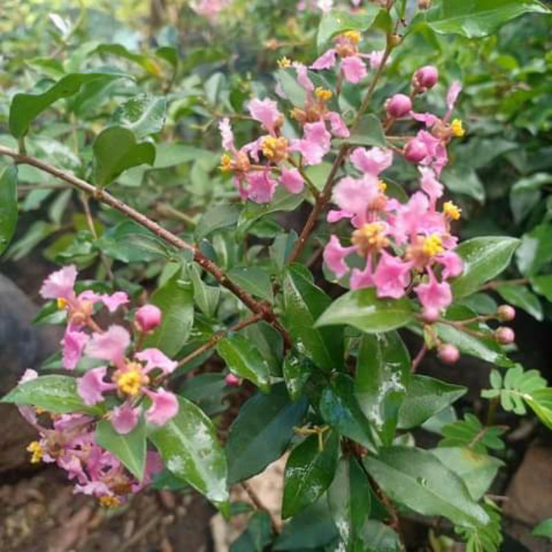 Jual Bahan Bonsai Sakura mikro jepang | Shopee Indonesia