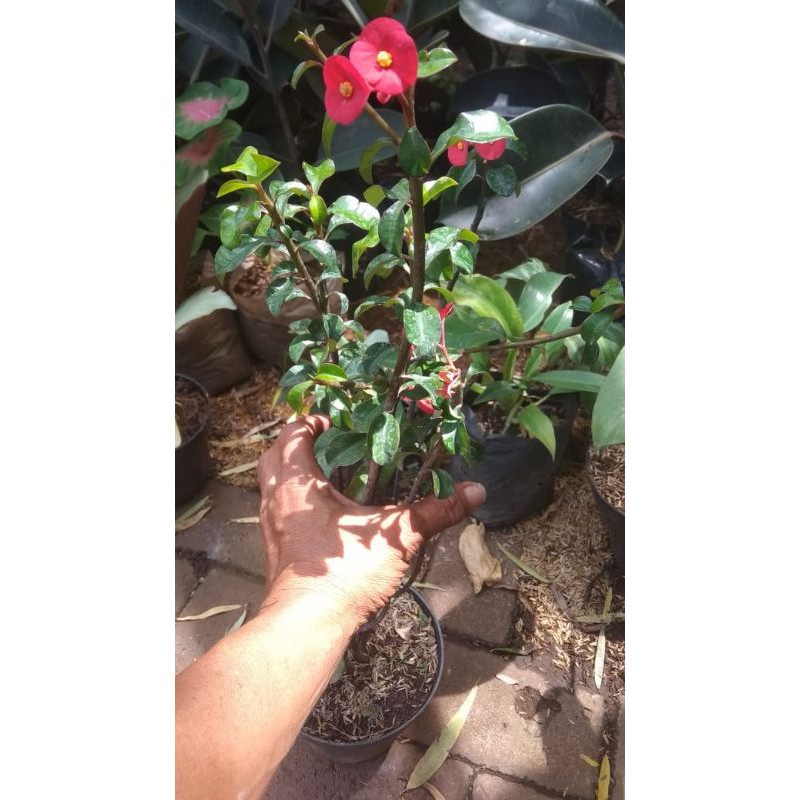 bunga eforbia tidak berduri