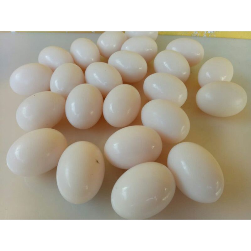 

TELOR IMITASI MERPATI IMPORT