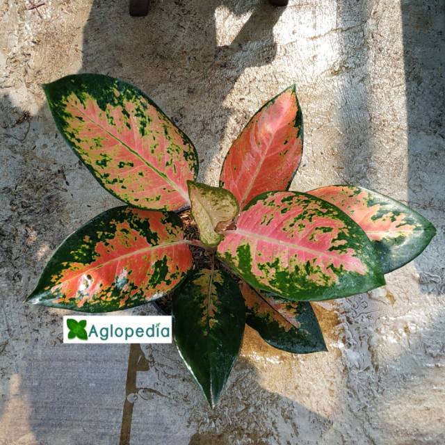 Kochin Paramuay (Aglonema Kochin Variant) Aglopedia