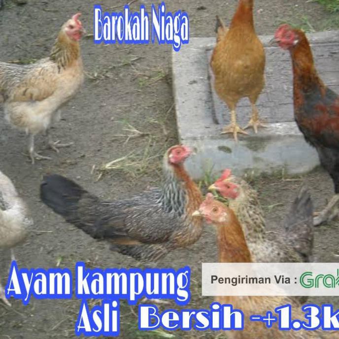 

[[BISA COD]] AYAM KAMPUNG ASLI UKURAN LEBIH BESAR COCOK UNTUK HIDANGAN KELUARGA