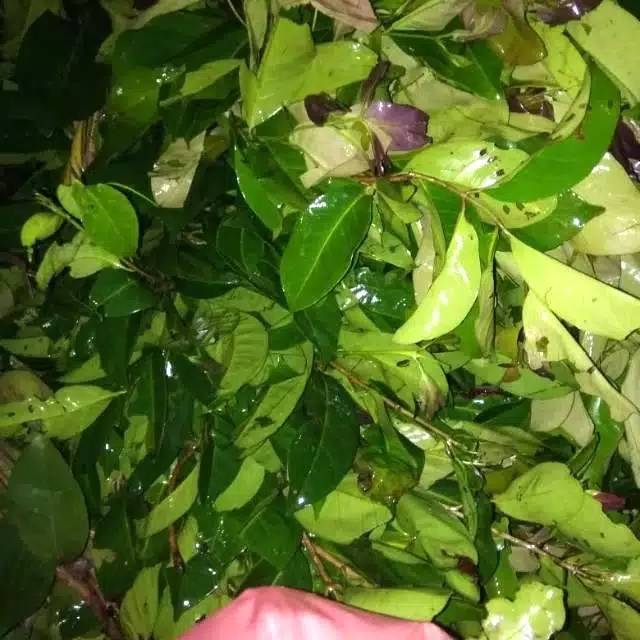 

DAUN SALAM 1 BUNGKUS