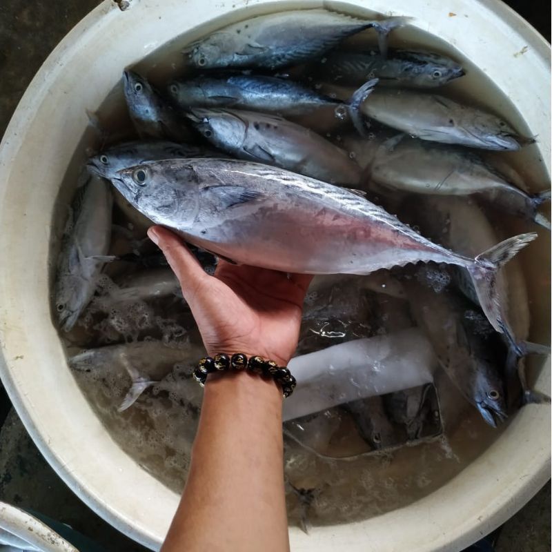 

Ikan Tongkol Batik Fresh 1kg