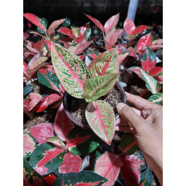 aglonema red legacy remaja