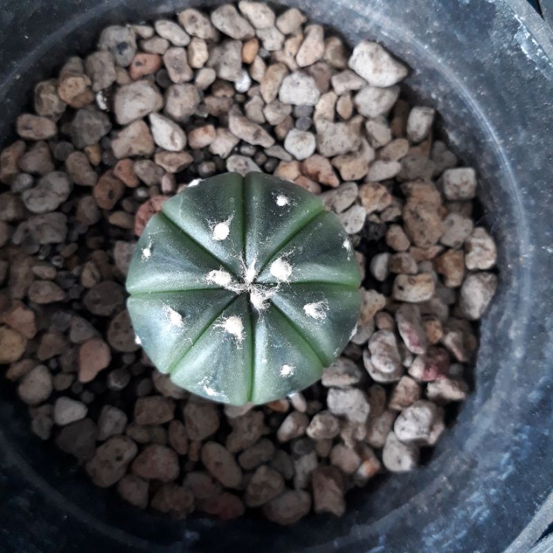 Kaktus Astrophytum Astro Asterias Asteria Ooibo Oibo Oaibo Produk 2