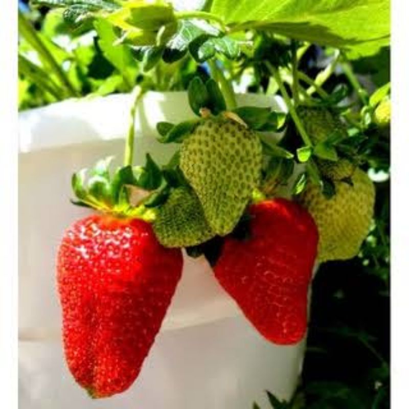 Benih Buah Strawberry Jumbo Manora Merah Manis Benih Bibit Strawberry Jumbo