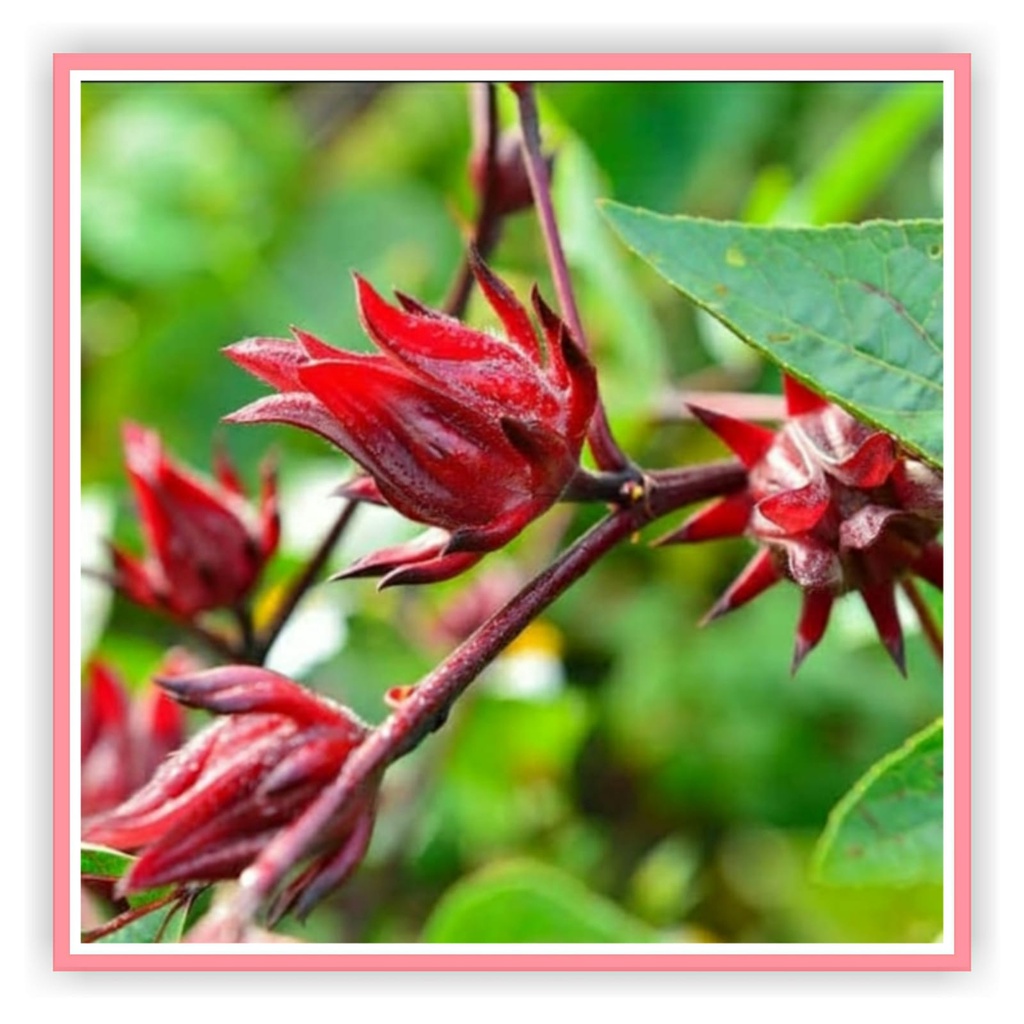 10 Biji Benih / Bibit / Biji - Rosella Merah & Rosela Ungu Tanaman Herbal