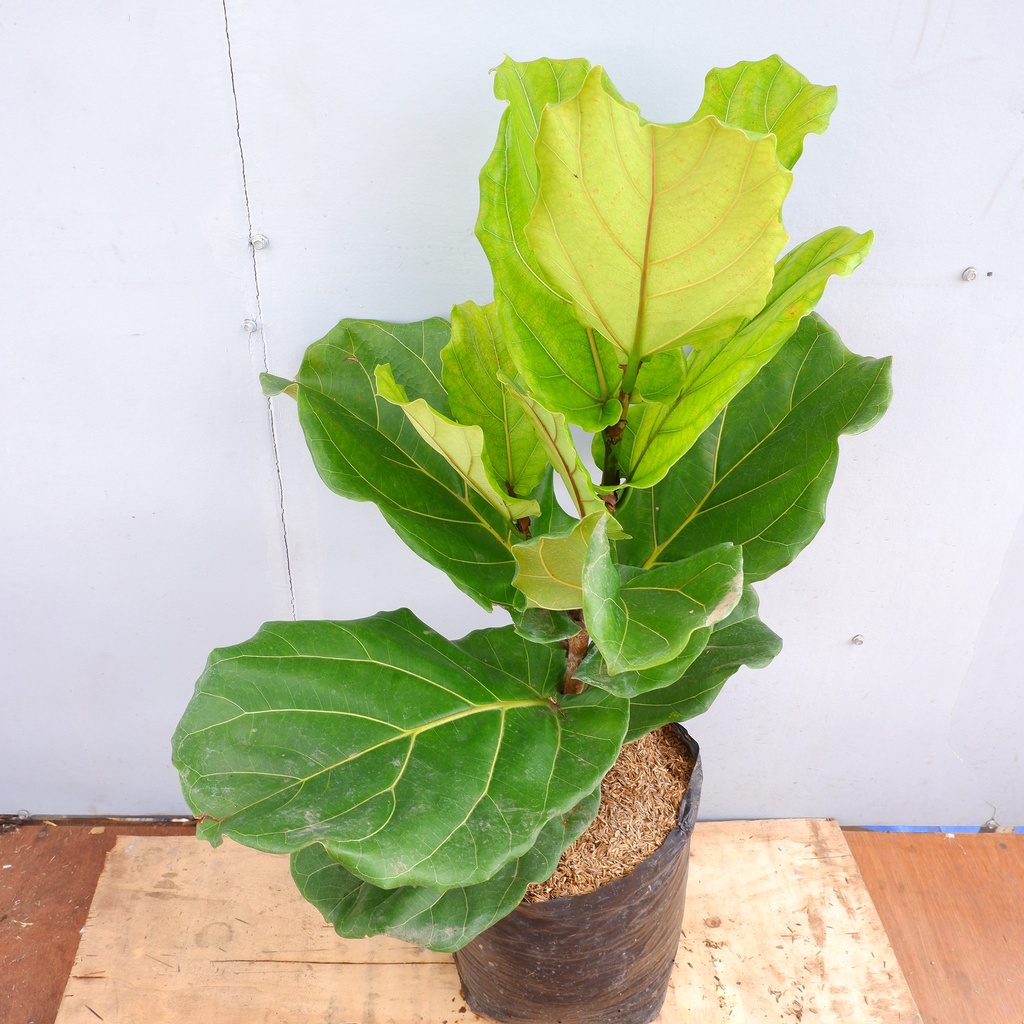 Ketapang Biola - Ficus Lyrata - Tanaman Hias