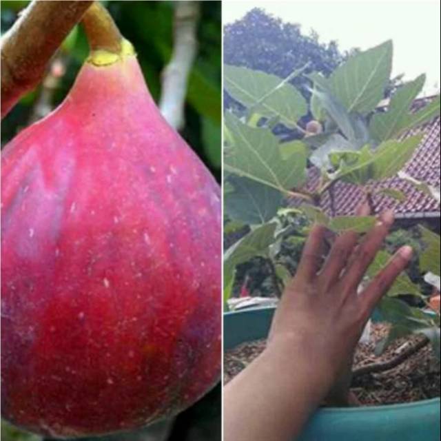 Bibit  buah tin merah