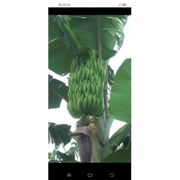 Bibit pisang tanduk candi / tanduk manis berjantung bersisir banyak