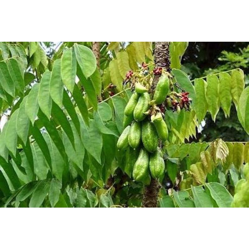 

daun belimbing wuluh segar (250gr)