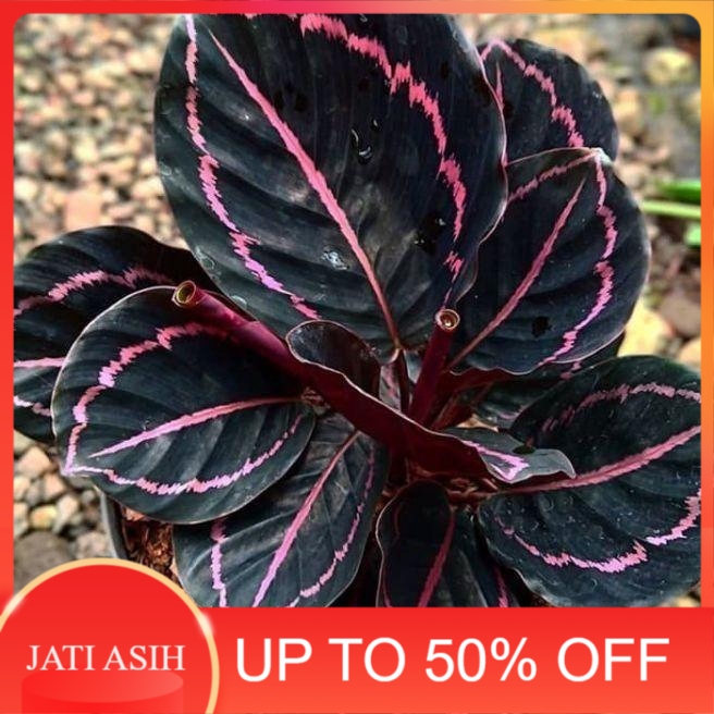 tanaman hias calathea prayer plant / tanaman hias calathea