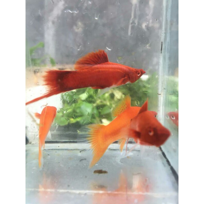 

Ikan Platy Redblood Hifin (Indukan)