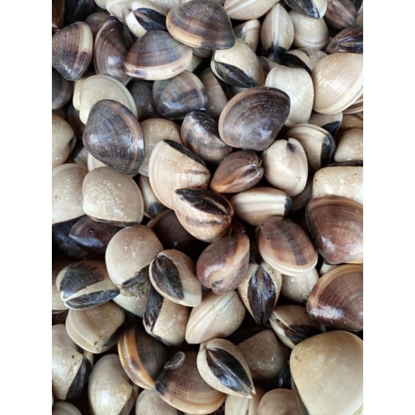 

kerang Kepa kerang tahu hidup 1 kg