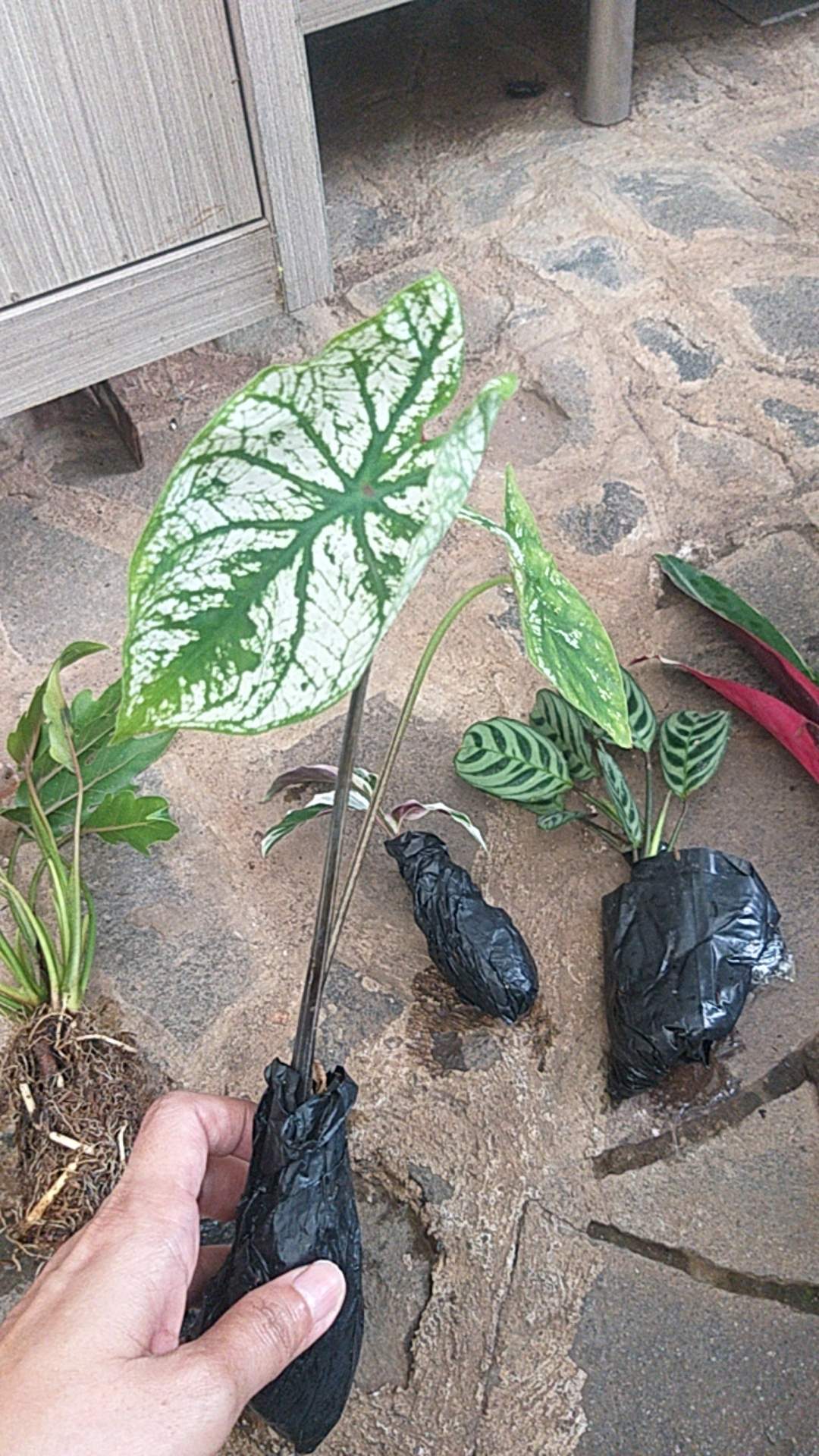 Tanaman Hias Caladium White Christmas