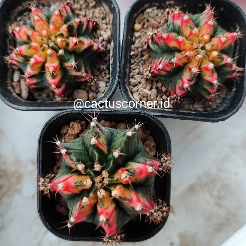 Kaktus gymno gymnocalycium miha mihanovichii multicolor multi color potelan biji bibit benih tanaman