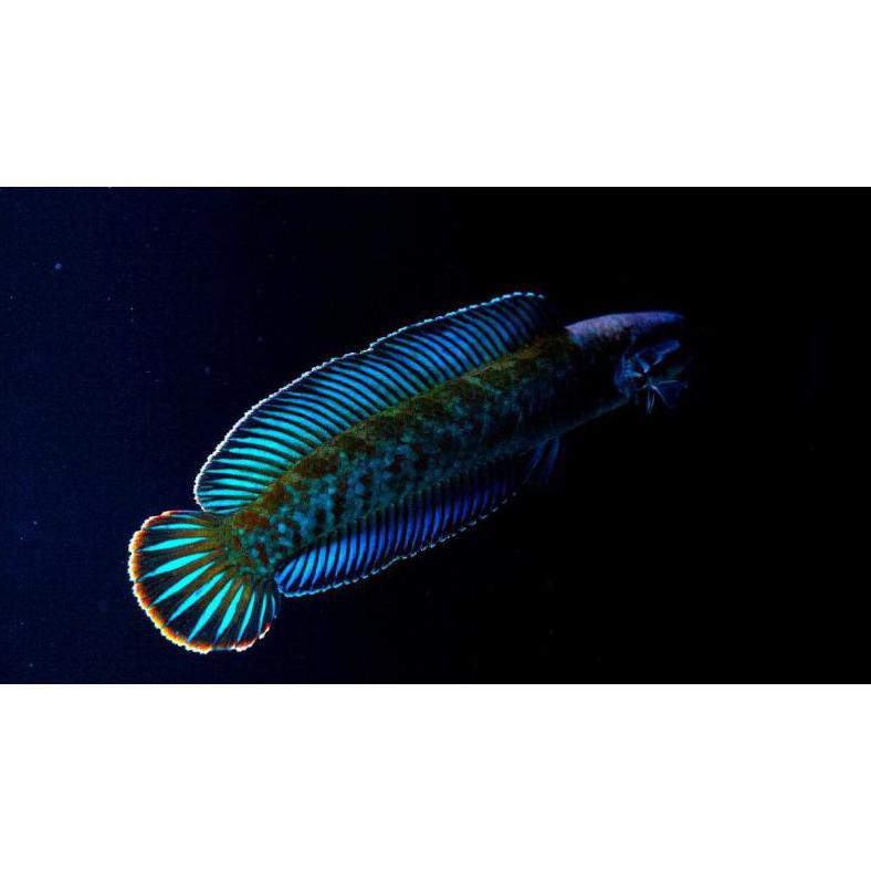 Terbaru Channa Andrao 2-3Cm Andrao Gabus Hias Cana Ikan Hias