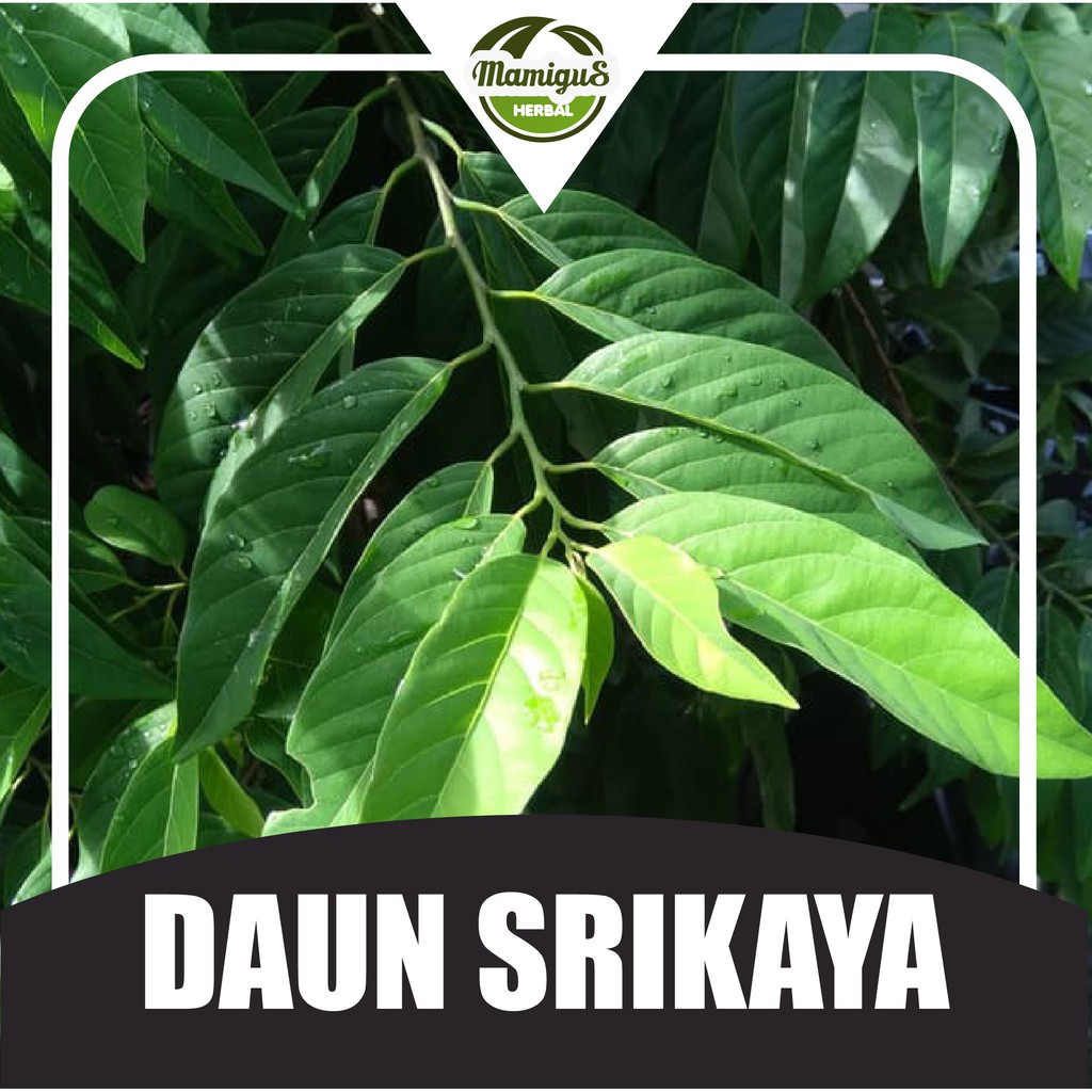 

Daun Srikaya Segar 100 Lembar