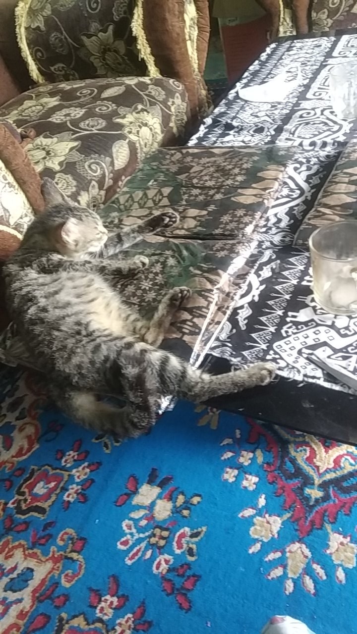 Kemeja Batik Pria M L Xl Xxl Xxl 3l 4l Baju Batik Pria Lengan Pendek Batik Atasan Pria Kantor Modern