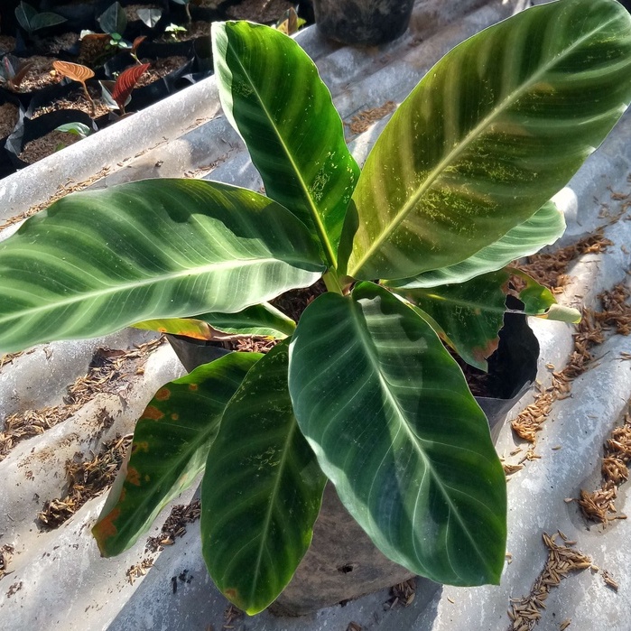 tanaman hias calathea zebrina / calathea kipas dewa / calathea pisang