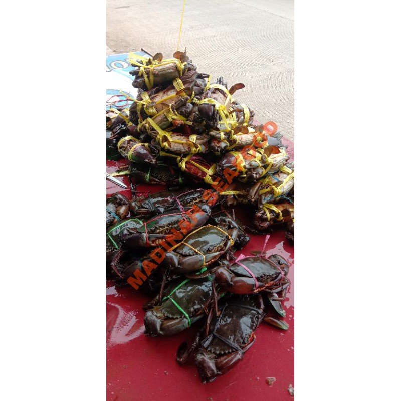 

Kepiting Bakau
