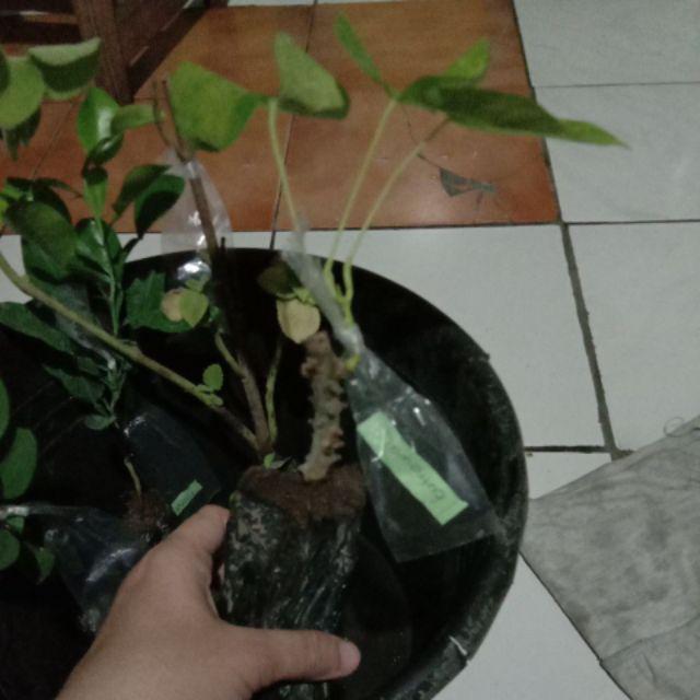 Bibit Butrowali Bibit Tanaman Butrowali Bibit Benih Tanaman Butrowali