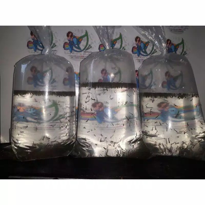 Encu Jentik Nyamuk Kasar Pakan Ikan Cupang