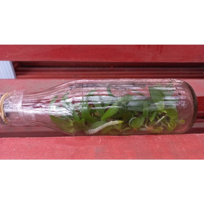 bibit botol anggrek bulan-anggrek bulan/phalaenosis-botol anggrek phalaenopsis