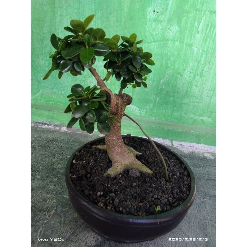 Ficus dolar mangkok